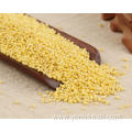 Proso Millet Seed For Sale